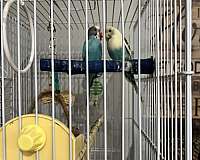 parakeet-for-sale-in-westfield-ma