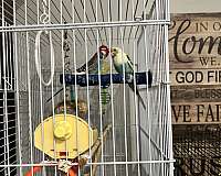 bird-for-sale-in-westfield-ma
