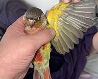 crimson-red-red-fronted-conure-for-sale
