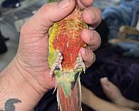 red-fronted-conure-for-sale-in-frederica-de