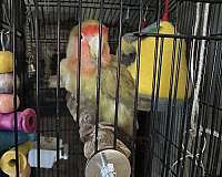 young-bird-for-sale-in-wells-me