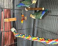 bonded-pair-bird-for-sale-in-wilmington-ma