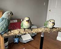 parakeet-for-sale-in-wilmington-ma