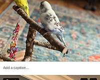 baby-bird-for-sale-in-wilmington-ma