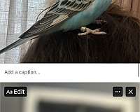 baby-young-bird-for-sale-in-wilmington-ma