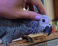 congo-african-grey-parrot-for-sale-in-miami-fl
