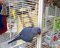 parrot-parakeet-for-sale