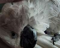 pet-tame-cockatoo-umbrella-cockatoo-for-sale