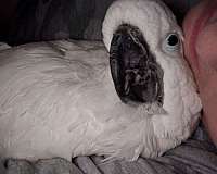 cockatoo-umbrella-cockatoo-for-sale-in-niskayuna-ny