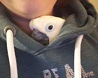 umbrella-cockatoo-for-sale-in-niskayuna-ny