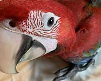 macaw-for-sale-in-junction-city-or
