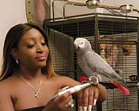 congo-african-grey-parrot-for-sale-in-harvest-al