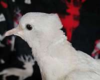 albino-bird-for-sale-in-fairfax-station-va