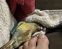 pet-bird-for-sale-in-tuckahoe-nj