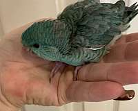 parakeet-lineolated-parakeet-for-sale-in-layton-ut