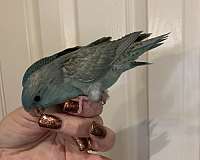 male-female-parakeet-lineolated-parakeet-for-sale
