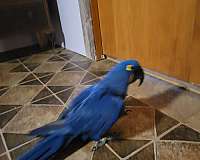 macaw-for-sale-in-marinette-wi