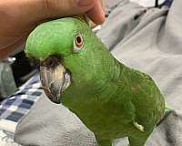 yellow-naped-amazon-parrot-bird-adoption