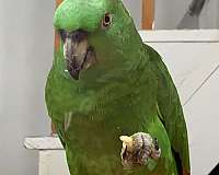 green-yellow-naped-amazon-parrot-for-sale