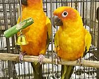 conure-for-sale-in-slippery-rock-pa
