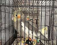 male-bird-for-sale-in-westfield-ma