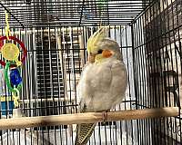 cockatiel-for-sale