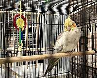 cockatiel-for-sale-in-westfield-ma