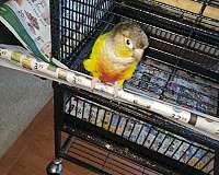 conure-for-sale-in-canton-mi