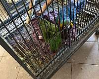 mature-bird-for-sale-in-los-llunas-nm