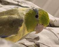 green-bird-for-sale-in-springfield-or