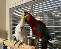 bonded-pair-bird-for-sale-in-mckinney-tx