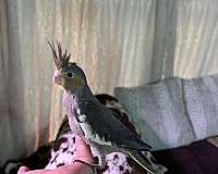 cute-bird-for-sale-in-lecanto-fl