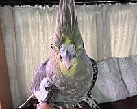 pet-bird-for-sale-in-lecanto-fl