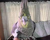 singing-bird-for-sale-in-lecanto-fl