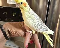playful-bird-for-sale-in-lecanto-fl