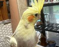 quiet-bird-for-sale-in-lecanto-fl