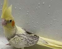 singing-bird-for-sale-in-lecanto-fl