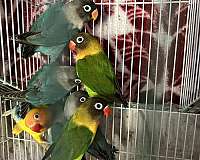 blue-yellow-exotic-noisy-bird-for-sale