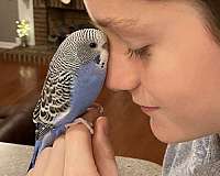 parakeet-for-sale-in-huntersville-nc