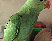 parrot-for-sale-in-alabama