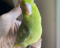 pied-bird-for-sale-in-katy-tx