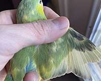 yellow-bird-for-sale-in-katy-tx