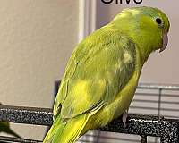 tame-bird-for-sale-in-katy-tx