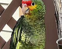 amazon-parrot-for-sale-in-connecticut