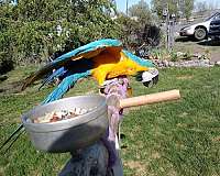 pet-bird-for-sale-in-snohomish-wa