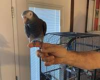 timneh-african-grey-parrot-for-sale-in-effingham-il