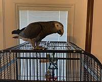 pet-talking-timneh-african-grey-parrot-for-sale