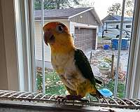 white-bellied-caique-for-sale-in-hudson-il