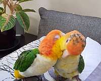 green-orange-white-bellied-caique-for-sale
