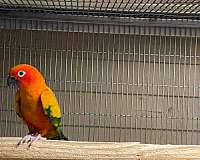 red-yellow-bird-for-sale-in-riverbank-ca